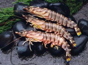 大虾养殖爆料图片大全视频,揭秘养殖爆料的图片与视频  第1张